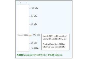 Image no. 1 for anti-Abhydrolase Domain Containing 6 (ABHD6) antibody (ABIN791375) (ABHD6 anticorps)