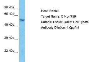 Host: Rabbit Target Name: C14orf159 Sample Type: Jurkat Whole Cell lysates Antibody Dilution: 1. (C14ORF159 anticorps  (C-Term))