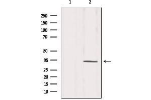 Western blot analysis of extracts from Mouse brain, using CDC2 Antibody.