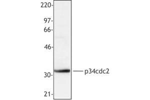 Image no. 1 for anti-Cyclin-Dependent Kinase 1 (CDK1) antibody (ABIN205503) (CDK1 anticorps)