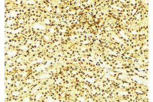 ABIN6269232 at 1/100 staining Mouse liver tissue by IHC-P.