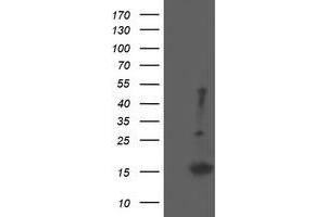 Image no. 3 for anti-Eukaryotic Translation Initiation Factor 5A2 (EIF5A2) antibody (ABIN1497997) (EIF5A2 anticorps)