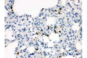 Anti- Wnt7a antibody, IHC(P) IHC(P): Rat Lung Tissue (WNT7A anticorps  (C-Term))