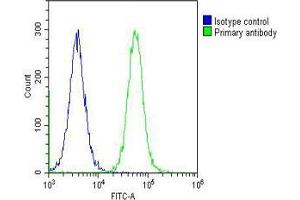 Overlay histogram showing Hela cells stained with (ABIN390947 and ABIN2841141) (green line). (CBS anticorps  (AA 301-330))
