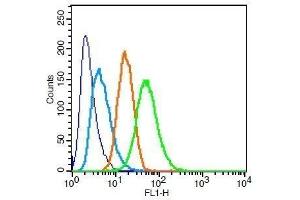anti-Glycogen Synthase Kinase 3 alpha/beta (GSK3a/b) (pTyr216), (pTyr279) antibody