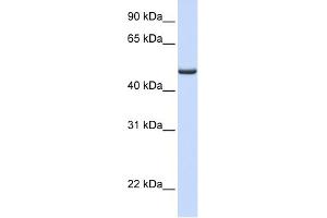 WB Suggested Anti-FDXR Antibody Titration: 0.