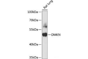 Western blot analysis of extracts of Rat ovary using DMKN Polyclonal Antibody at dilution of 1:3000. (Dermokine anticorps)