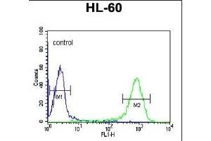 DCP2 Antibody (Center) (ABIN653129 and ABIN2842708) flow cytometric analysis of HL-60 cells (right histogram) compared to a negative control cell (left histogram). (DCP2 anticorps  (AA 144-173))