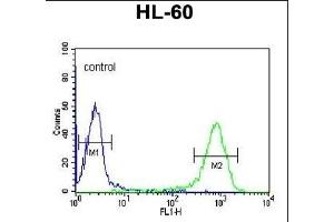anti-DCP2 Decapping Enzyme Homolog (DCP2) (AA 144-173) antibody