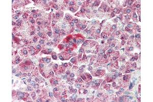 Anti-MAP3K5 / ASK1 antibody IHC of human pancreas. (ASK1 anticorps  (N-Term))