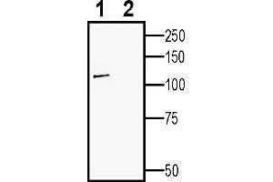 Western blot analysis of human SH-SY5Y neuroblastoma cell line lysate:1. (CNTN2 anticorps  (Extracellular))