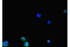 Immunofluorescent analysis of HepG2 cells using ABIN7170119 at dilution of 1:100 and Alexa Fluor 488-congugated AffiniPure Goat Anti-Rabbit IgG(H+L) (SLC2A3 anticorps  (AA 205-269))