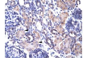 TRAP1 antibody was used for immunohistochemistry at a concentration of 4-8 ug/ml to stain Epithelial cells of renal tubule (arrows) in Human Kidney. (TRAP1 anticorps  (N-Term))