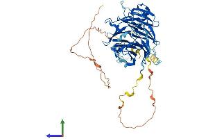 AlphaFold protein structure predicition of Mouse Recombinant Rbbp5 Protein, UniprotID Q8BX09