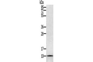 Gel: 12 % SDS-PAGE, Lysate: 40 μg, Lane: Hela cells, Primary antibody: ABIN7129614(GLRX Antibody) at dilution 1/800, Secondary antibody: Goat anti rabbit IgG at 1/8000 dilution, Exposure time: 1 minute (Glutaredoxin 1 anticorps)