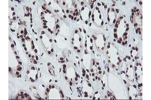 Immunohistochemical staining of paraffin-embedded Human Kidney tissue using anti-FMR1 mouse monoclonal antibody. (FMR1 anticorps  (AA 36-279))
