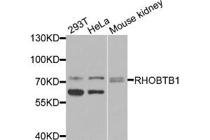 Western blot analysis of extracts of various cells, using RHOBTB1 antibody. (RHOBTB1 anticorps)