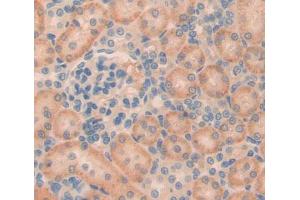 Used in DAB staining on fromalin fixed paraffin- embedded kidney tissue (Phospholipase C beta 2 anticorps  (AA 1-250))