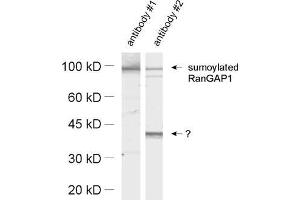 dilution: 1 : 1000, sample: HeLa cell lysate (SUMO1 anticorps  (AA 2-20))