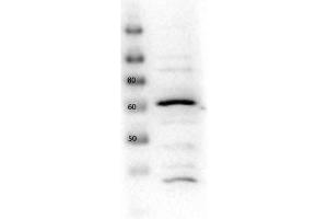 Western Blot of Rabbit anti-Glut2 antibody. (SLC2A2 anticorps  (C-Term))