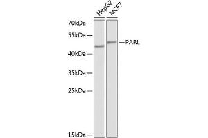 Western blot analysis of extracts of various cell lines, using PARL antibody (ABIN6132564, ABIN6145228, ABIN6145229 and ABIN6224252) at 1:1000 dilution. (PARL anticorps  (AA 1-170))
