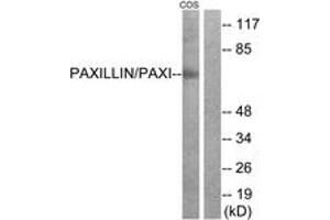 Western blot analysis of extracts from COS-7 cells, treated with Estradiol 0. (Paxillin anticorps  (AA 15-64))