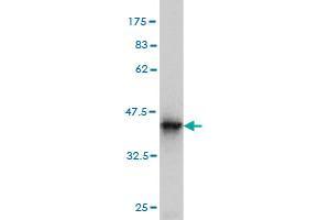 Western Blot detection against Immunogen (35.