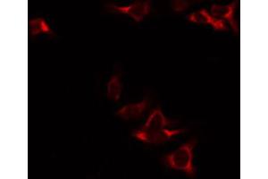 ABIN6272343 staining RAW264. (NAD-ME anticorps  (Internal Region))