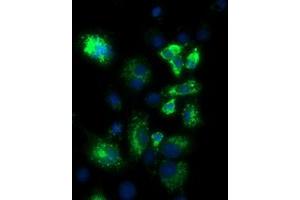 Anti-PKMYT1 mouse monoclonal antibody (ABIN2453480) immunofluorescent staining of COS7 cells transiently transfected by pCMV6-ENTRY PKMYT1 (RC222657). (PKMYT1 anticorps)