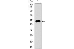 Western blot analysis using KEAP1 antibody against human KEAP1 recombinant protein.