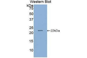 Western Blotting (WB) image for anti-Retinol Binding Protein 4, Plasma (RBP4) (AA 19-201) antibody (ABIN1078485) (RBP4 anticorps  (AA 19-201))