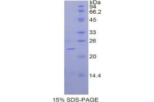 SDS-PAGE analysis of Dog BMP2 Protein. (BMP2 Protéine)