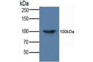 Figure. (FADD anticorps  (AA 7-178))