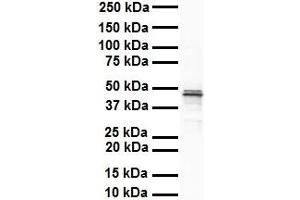 WB Suggested Anti-SOX3 antibody Titration: 1 ug/mL Sample Type: Human heart