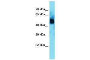 Host:  Rabbit  Target Name:  Uncx  Sample Type:  Rat Muscle lysates  Antibody Dilution:  1. (UNCX anticorps  (N-Term))