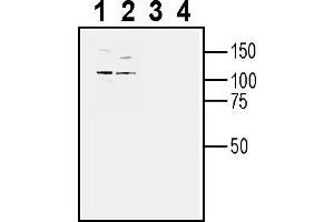 Western blot analysis of human  monocytic leukemia cell line lysate (lanes 1 and 3) and human K562 chronic myelogenous leukemia cell line lysate (lanes 2 and 4):1-2. (TYRO3 anticorps  (Extracellular))