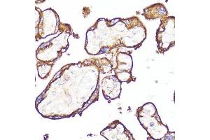 Immunohistochemistry of paraffin-embedded human placenta using MME antibody.