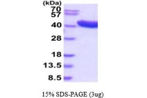 SDS-PAGE (SDS) image for Alcohol Dehydrogenase 1C (Class I), gamma Polypeptide (ADH1C) (AA 1-375) protein (His tag) (ABIN5854755)
