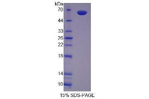 SDS-PAGE analysis of Mouse SCRN1 Protein.