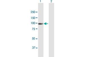 Western Blot analysis of NAV2 expression in transfected 293T cell line by NAV2 MaxPab polyclonal antibody. (NAV2 anticorps  (AA 1-873))