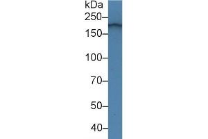 Detection of LAMa4 in Mouse Heart lysate using Polyclonal Antibody to Laminin Alpha 4 (LAMa4)