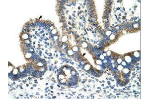 Image no. 1 for anti-Copine I (CPNE1) (AA 75-124) antibody (ABIN203200)