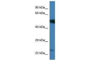 WB Suggested Anti-Plk3 Antibody Titration: 1. (PLK3 anticorps  (C-Term))