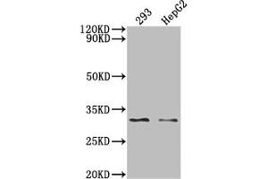 Western Blot Positive WB detected in: 293 whole cell lysate, HepG2 whole cell lysate, All lanes: NDUFS3 antibody at 1:2000 Secondary Goat polyclonal to rabbit IgG at 1/50000 dilution Predicted band size: 31, 15 KDa Observed band size: 31 kDa