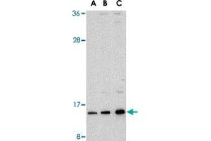 Western blot analysis of SUMO1 in HL-60 cell lysate with SUMO1 polyclonal antibody  at (A) 0.