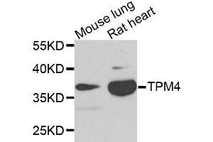 Western blot analysis of extracts of mouse lung and rat heart cells, using TPM4 antibody. (Tropomyosin 4 anticorps)