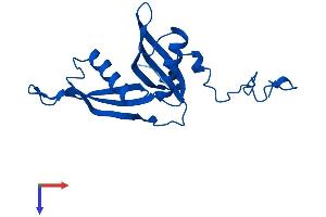 AlphaFold protein structure predicition of Mouse Recombinant Rpl18a Protein, UniprotID P62717