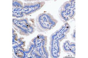 IHC analysis of GIP using anti-GIP antibody (ABIN4886603). (GIP anticorps  (AA 44-85))