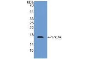 Detection of Recombinant TTR, Mouse using Polyclonal Antibody to Prealbumin (PALB) (TTR anticorps  (AA 21-147))