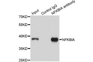 Immunoprecipitation analysis of 150ug extracts of A549 cells using 3ug NFKBIA antibody (ABIN4904527). (NFKBIA anticorps)